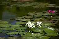 Flowers, plants, background, Wilhelma, Stuttgart