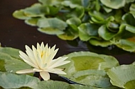 Flowers, plants, background, Wilhelma, Stuttgart