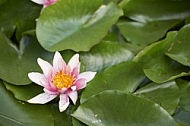 Flowers, plants, background, Wilhelma, Stuttgart