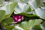 Flowers, plants, background, Wilhelma, Stuttgart