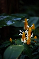 Flowers, plants, background, Wilhelma, Stuttgart