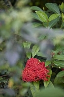 Flowers, plants, background, Wilhelma, Stuttgart