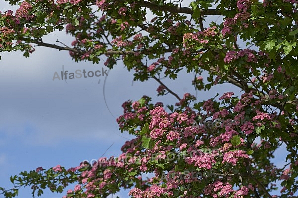 Flowers, plants, background, Wilhelma, Stuttgart