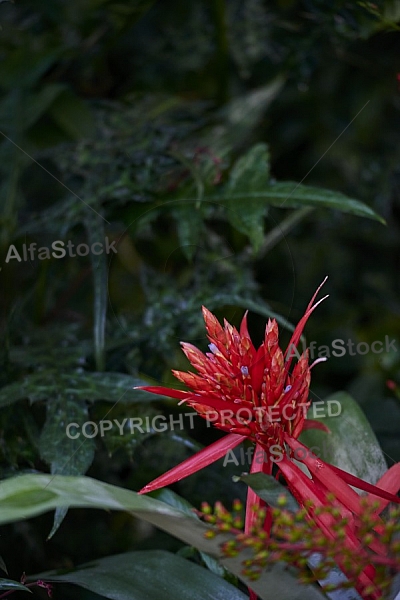 Flowers, plants, background, Wilhelma, Stuttgart