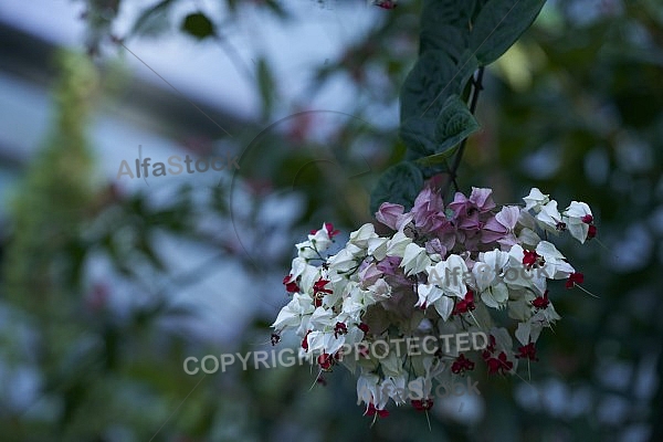 Flowers, plants, background, Wilhelma, Stuttgart