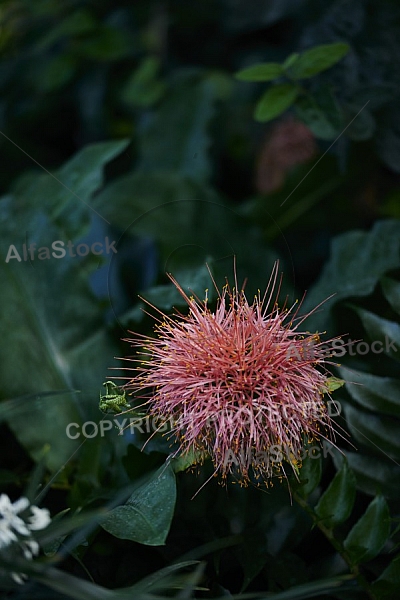 Flowers, plants, background, Wilhelma, Stuttgart