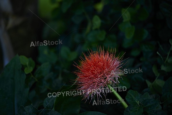 Flowers, plants, background, Wilhelma, Stuttgart