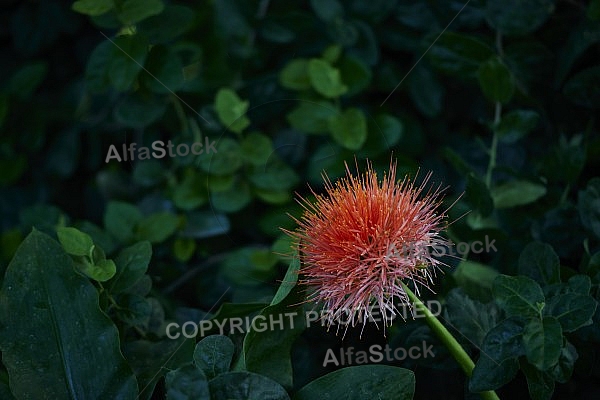 Flowers, plants, background, Wilhelma, Stuttgart