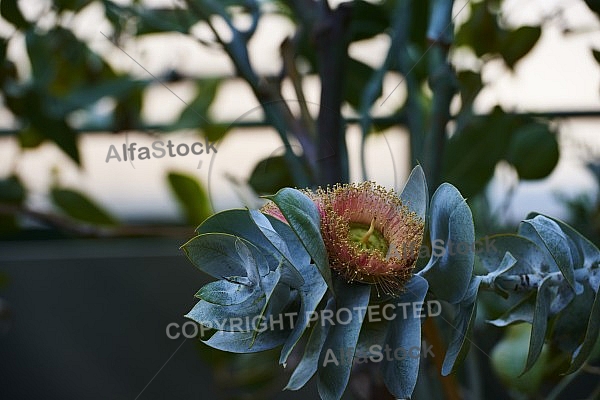 Flowers, plants, background, Wilhelma, Stuttgart