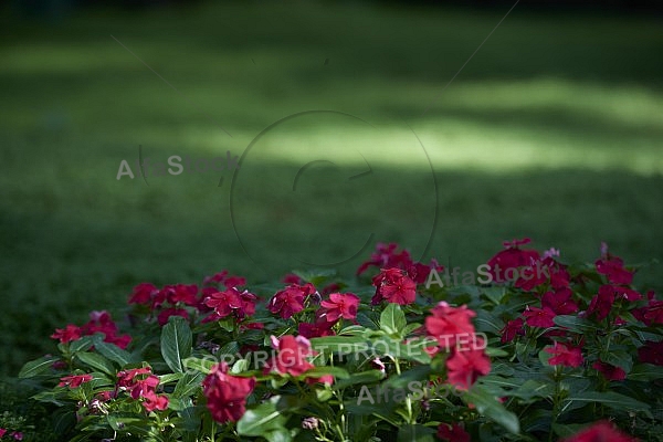 Flowers, plants, background, Wilhelma, Stuttgart