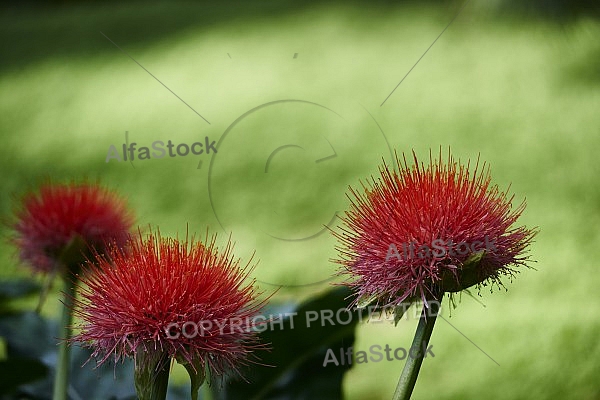 Flowers, plants, background, Wilhelma, Stuttgart