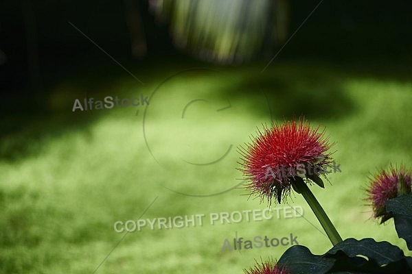 Flowers, plants, background, Wilhelma, Stuttgart