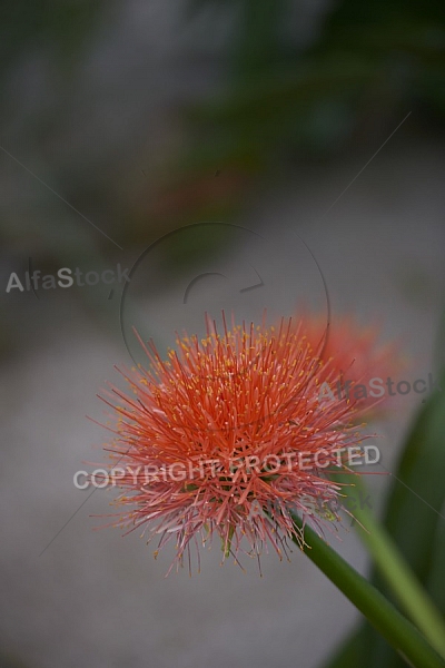 Flowers, plants, background, Wilhelma, Stuttgart