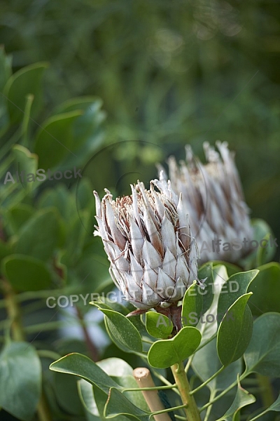 Flowers, plants, background, Wilhelma, Stuttgart