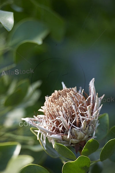 Flowers, plants, background, Wilhelma, Stuttgart