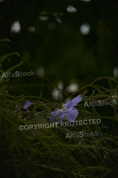 Flowers, plants, background, Wilhelma, Stuttgart