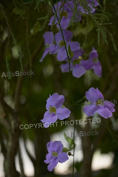 Flowers, plants, background, Wilhelma, Stuttgart