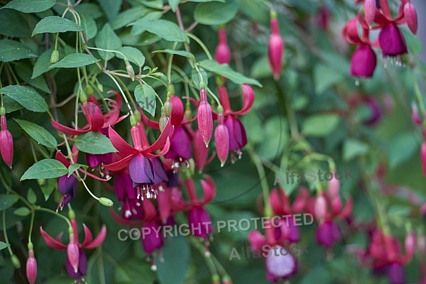 Flowers, plants, background, Wilhelma, Stuttgart