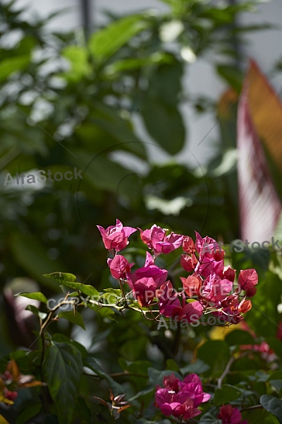 Flowers, plants, background, Wilhelma, Stuttgart