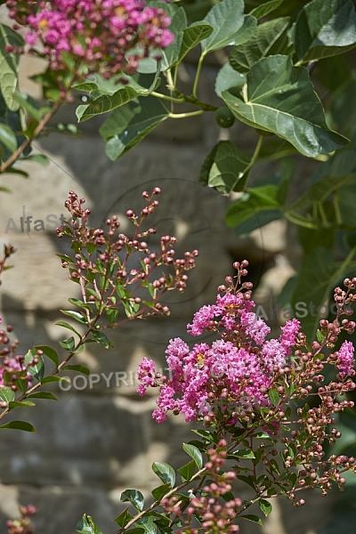 Flowers, plants, background, Wilhelma, Stuttgart