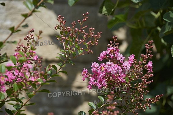 Flowers, plants, background, Wilhelma, Stuttgart