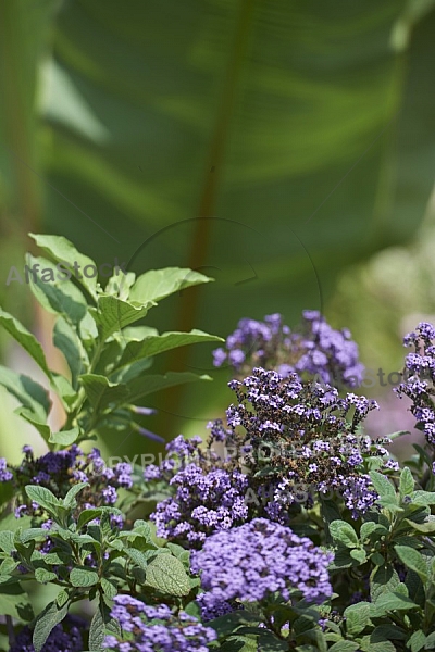 Flowers, plants, background, Wilhelma, Stuttgart