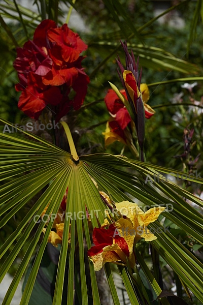 Flowers, plants, background, Wilhelma, Stuttgart