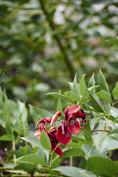 Flowers, plants, background, Wilhelma, Stuttgart