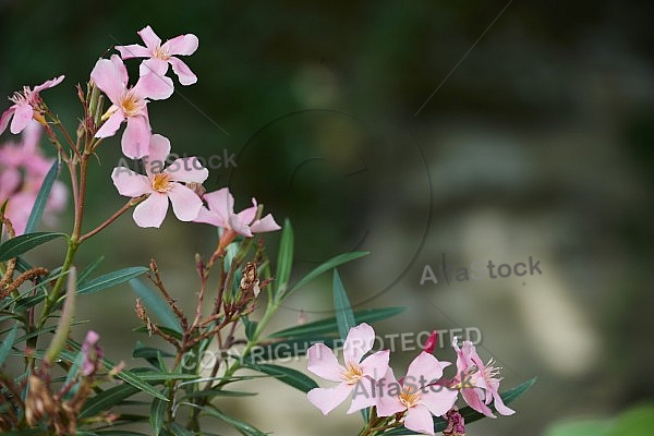 Flowers, plants, background, Wilhelma, Stuttgart