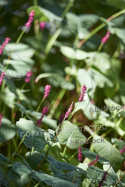 Flowers, plants, background, Wilhelma, Stuttgart