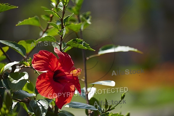 Flowers, plants, background, Wilhelma, Stuttgart