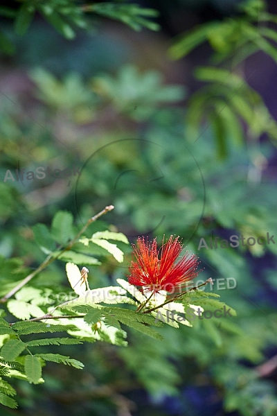 Flowers, plants, background, Wilhelma, Stuttgart