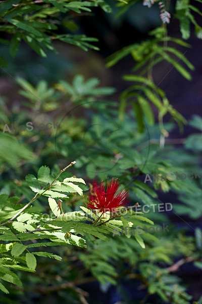 Flowers, plants, background, Wilhelma, Stuttgart