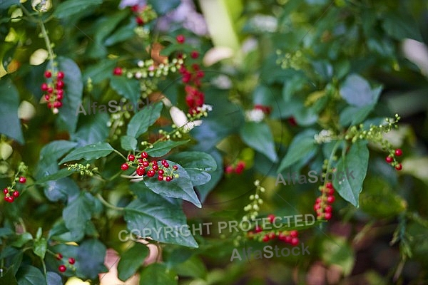 Flowers, plants, background, Wilhelma, Stuttgart