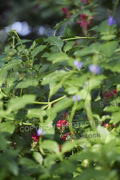 Flowers, plants, background, Wilhelma, Stuttgart