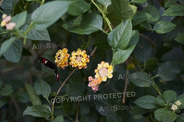 Flowers, plants, background, Wilhelma, Stuttgart