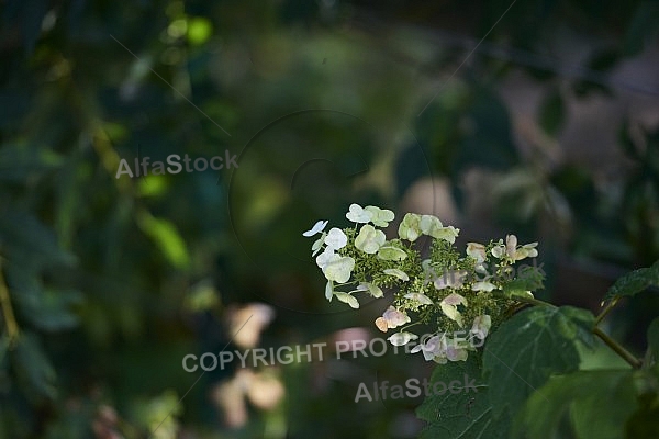 Flowers, plants, background, Wilhelma, Stuttgart