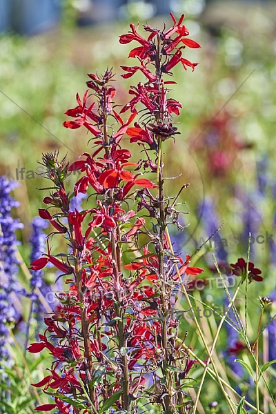 Flowers, plants, background, Wilhelma, Stuttgart