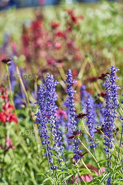 Flowers, plants, background, Wilhelma, Stuttgart