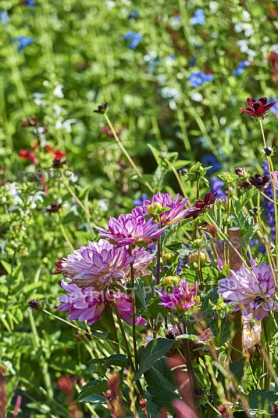 Flowers, plants, background, Wilhelma, Stuttgart