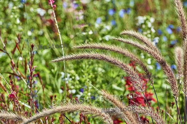 Flowers, plants, background, Wilhelma, Stuttgart