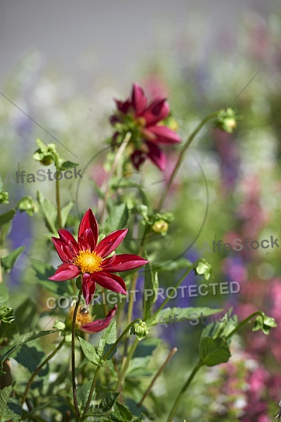 Flowers, plants, background, Wilhelma, Stuttgart