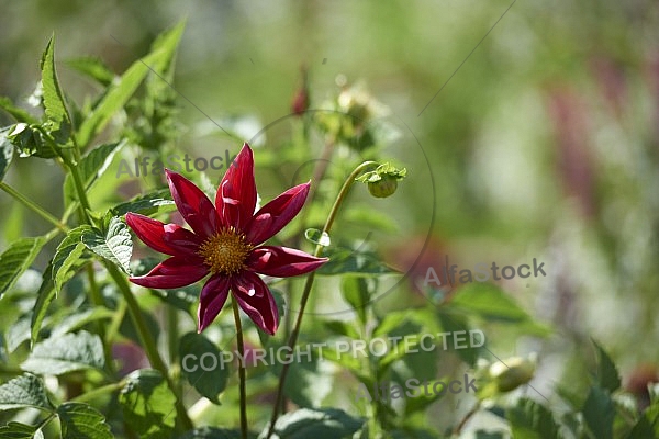 Flowers, plants, background, Wilhelma, Stuttgart