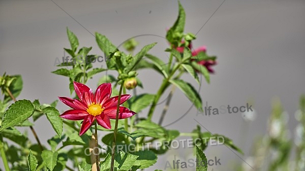 Flowers, plants, background, Wilhelma, Stuttgart