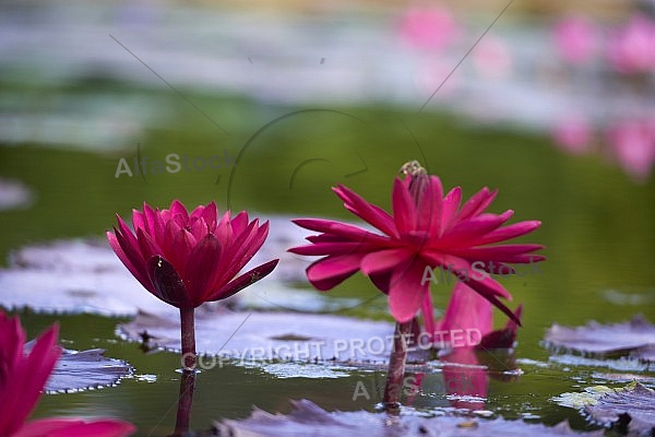 Flowers, plants, background, Wilhelma, Stuttgart