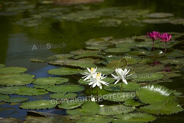 Flowers, plants, background, Wilhelma, Stuttgart