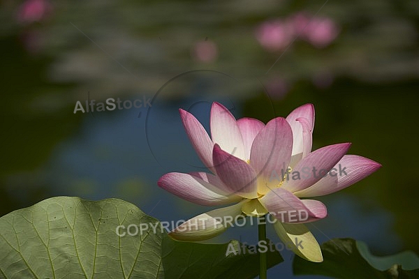 Flowers, plants, background, Wilhelma, Stuttgart