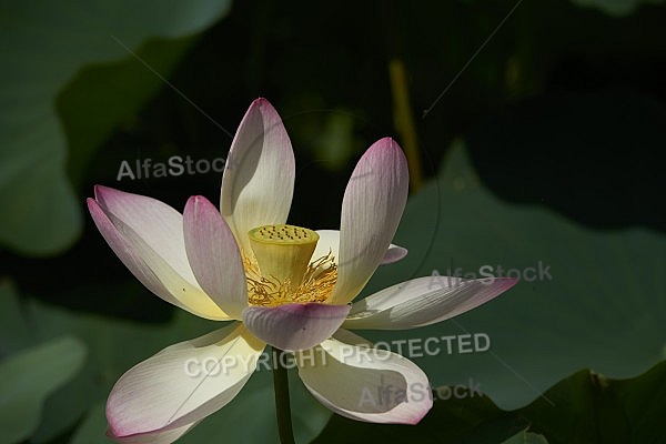 Flowers, plants, background, Wilhelma, Stuttgart