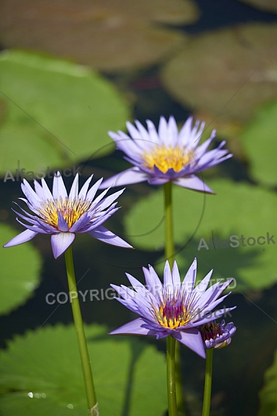 Flowers, plants, background, Wilhelma, Stuttgart