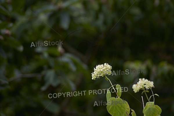 Flowers, plants, background, Wilhelma, Stuttgart